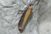 Oncocera semirubella
