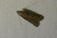 Ephestia