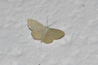 Scopula immutata
