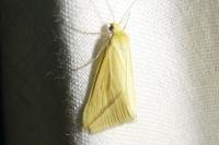 Rhodometra sacraria