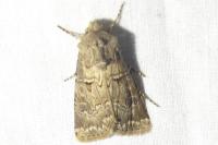 Agrotis bigramma