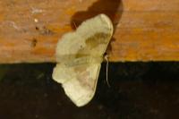 Idaea degeneraria