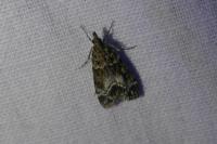 Eudonia mercurella