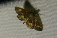 Pyrausta aurata
