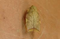 Carcina quercana