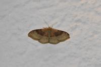 Idaea degeneraria