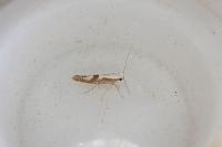 Argyresthia pruniella