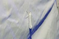 Yponomeuta evonymella