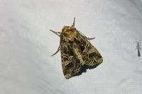 Sideridis rivularis