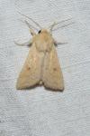 Mythimna vitellina