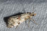 Cochylis molliculana