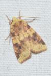 Cirrhia icteritia