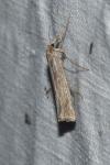Ancylolomia