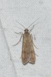 Nomophila noctuella
