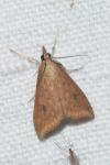 Udea ferrugalis