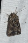 Autographa gamma