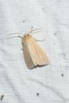 Mythimna pallens