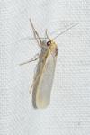 Eilema caniola