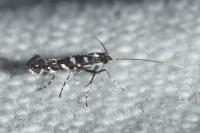 Parectopa ononidis