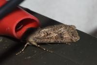 Agrotis bigramma