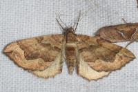 Pelurga comitata