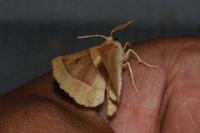 Crocallis elinguaria