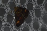 Pyrausta aurata