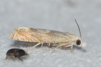 Eucosma conterminana