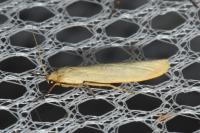 Indalia pygmaeola