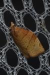 Pandemis corylana
