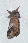 Notodonta ziczac