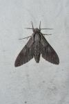 Hyloicus maurorum/pinastri