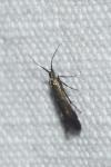Coleophora