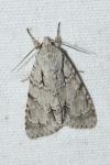 Acronicta psi/tridens