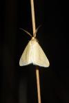 Rhodometra sacraria