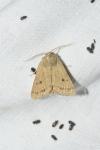 Hydraecia osseola