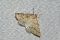 Aspitates ochrearia