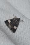 Tyta luctuosa