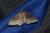 Idaea degeneraria