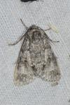 Acronicta megacephala