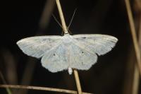 Scopula immutata