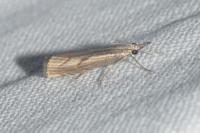 Agriphila geniculea