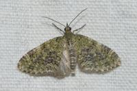 Acasis viretata