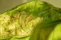 Phyllocnistis citrella