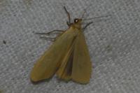 Indalia pygmaeola