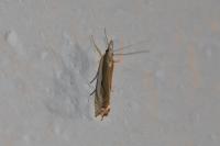 Crambus pascuella