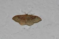 Idaea degeneraria