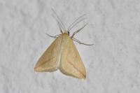 Rhodometra sacraria