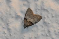 Nola cucullatella