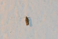 Bryotropha domestica